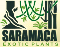 Saramaca Exotic Plants 